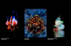 LG Gallery+ predstavlja digitalna umjetnička djela platforme Sedition